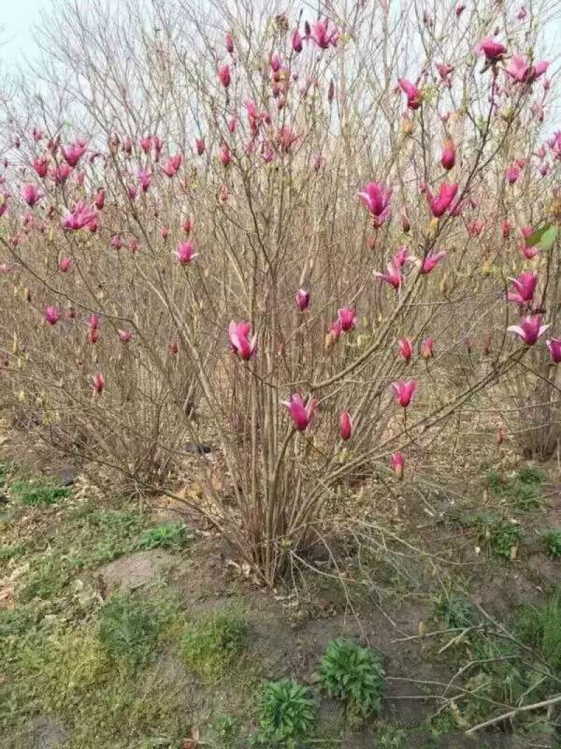 紫玉兰生长旺盛树形优美，基地大量销售中，苗圃大量供应