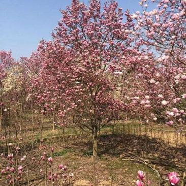 紫玉兰生长旺盛树形优美，基地大量销售中，苗圃大量供应