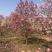 紫玉兰生长旺盛树形优美，基地大量销售中，苗圃大量供应