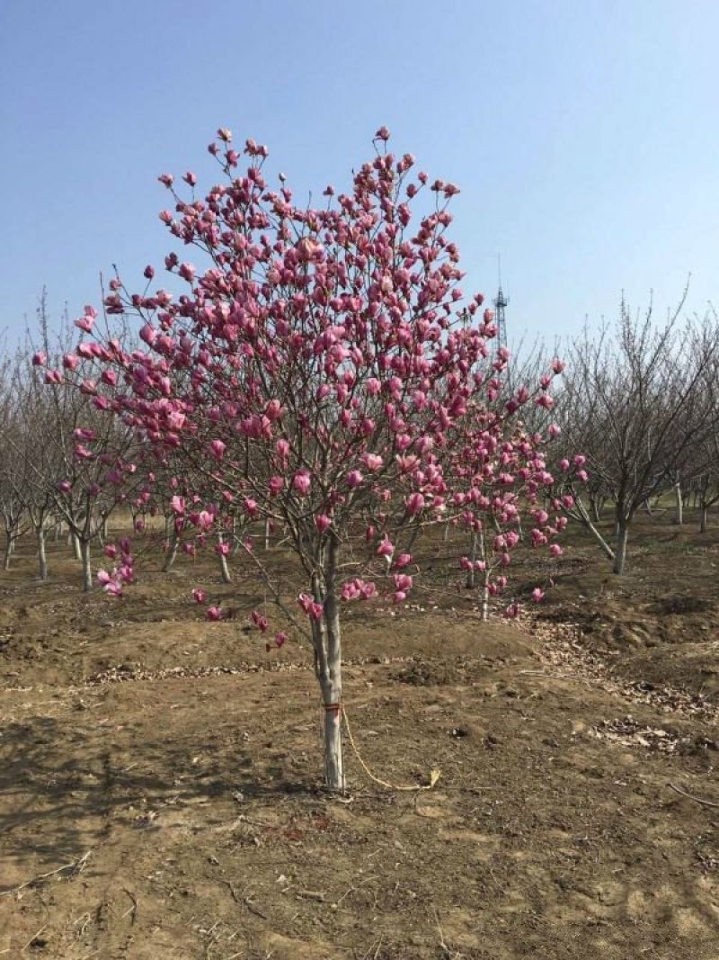 紫玉兰生长旺盛树形优美，基地大量销售中，苗圃大量供应