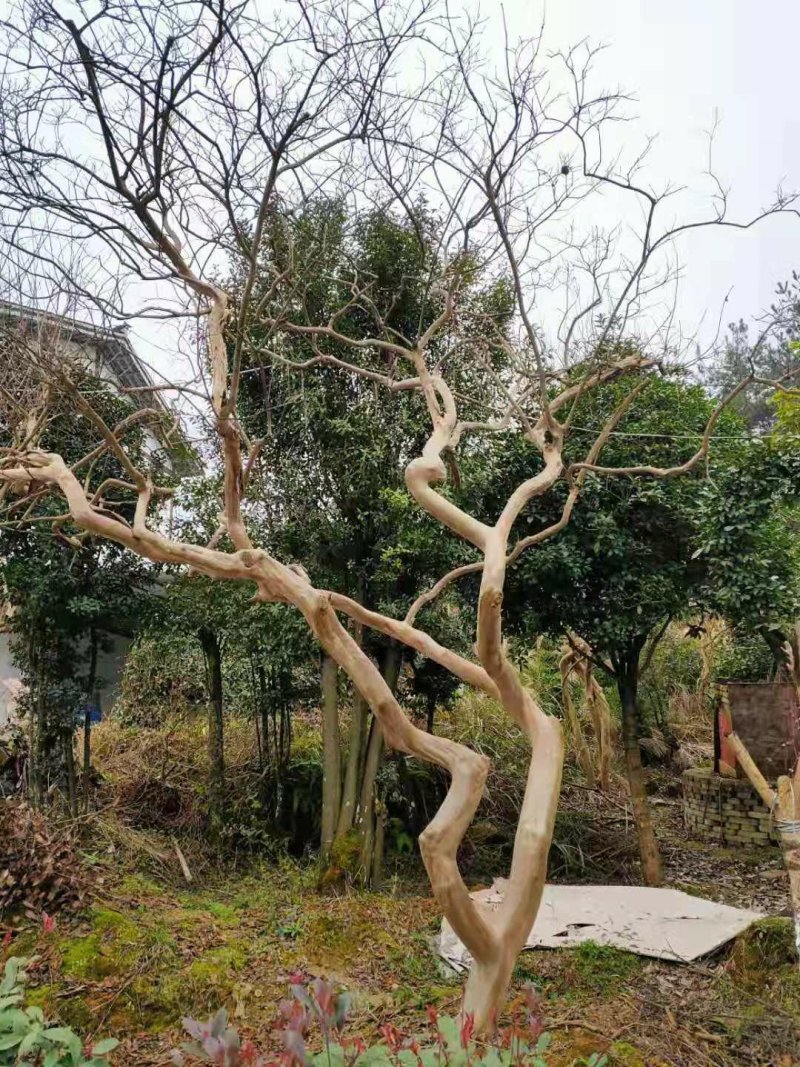 紫薇