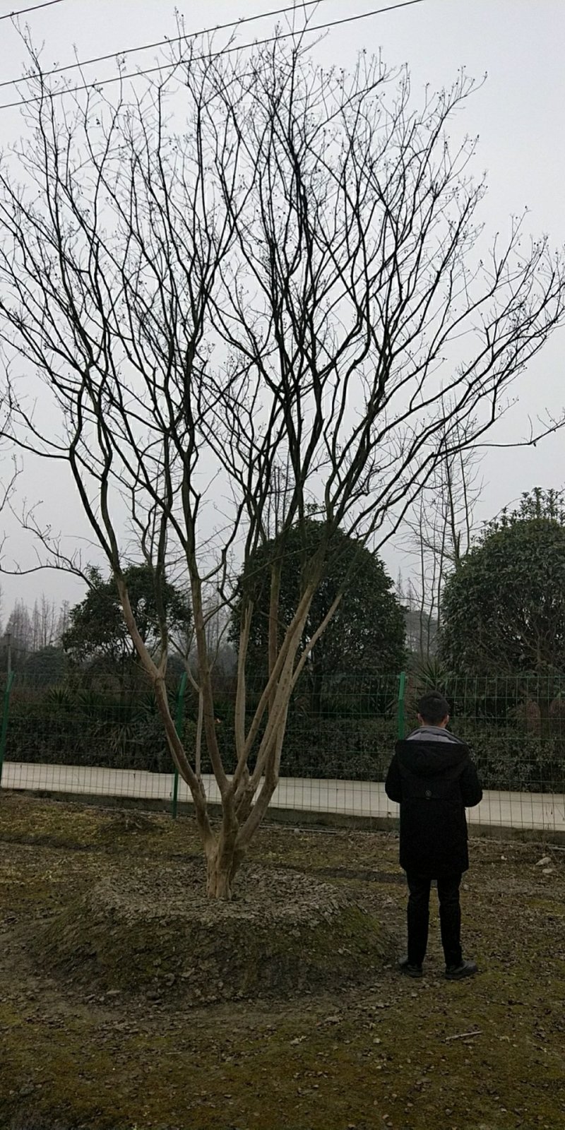 紫薇
