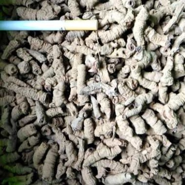 巴戟天干货，已抽芯，干品