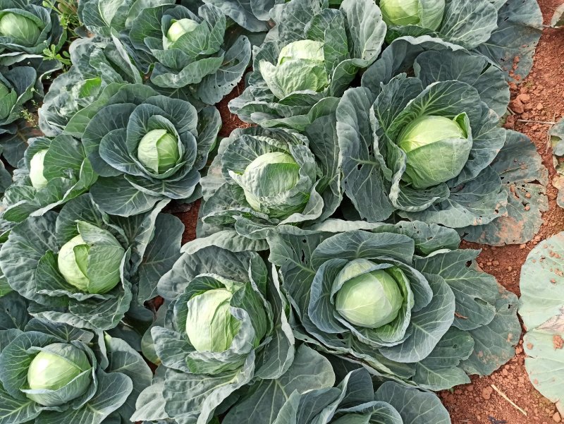 甘蓝金包菜希望品种包菜横县货平包菜，鸡心包菜，平包菜