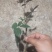 玫瑰苗，玫瑰花，玫瑰老桩，工程绿化苗木