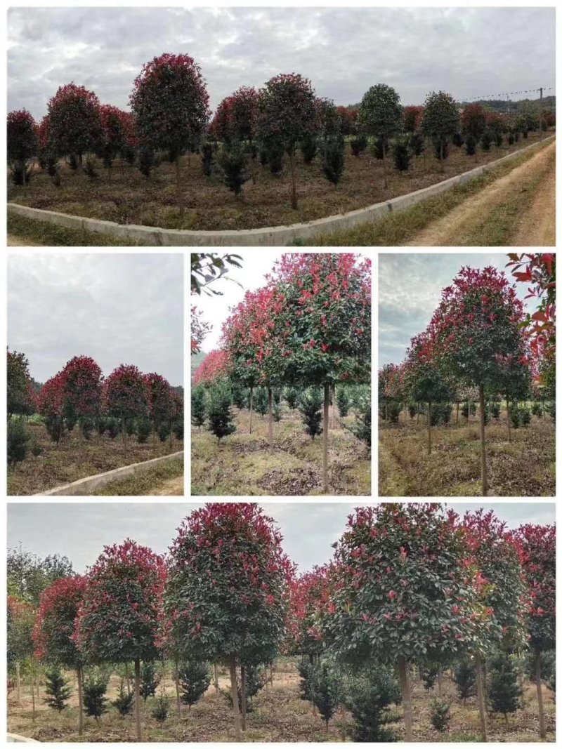 精品红叶石楠各类大小杆径