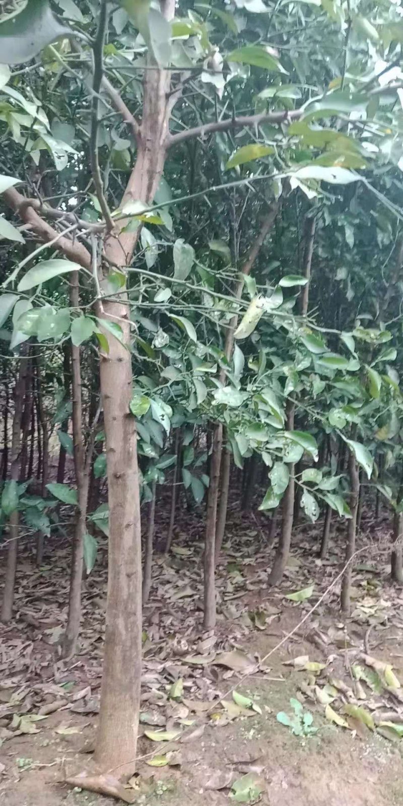 树苗