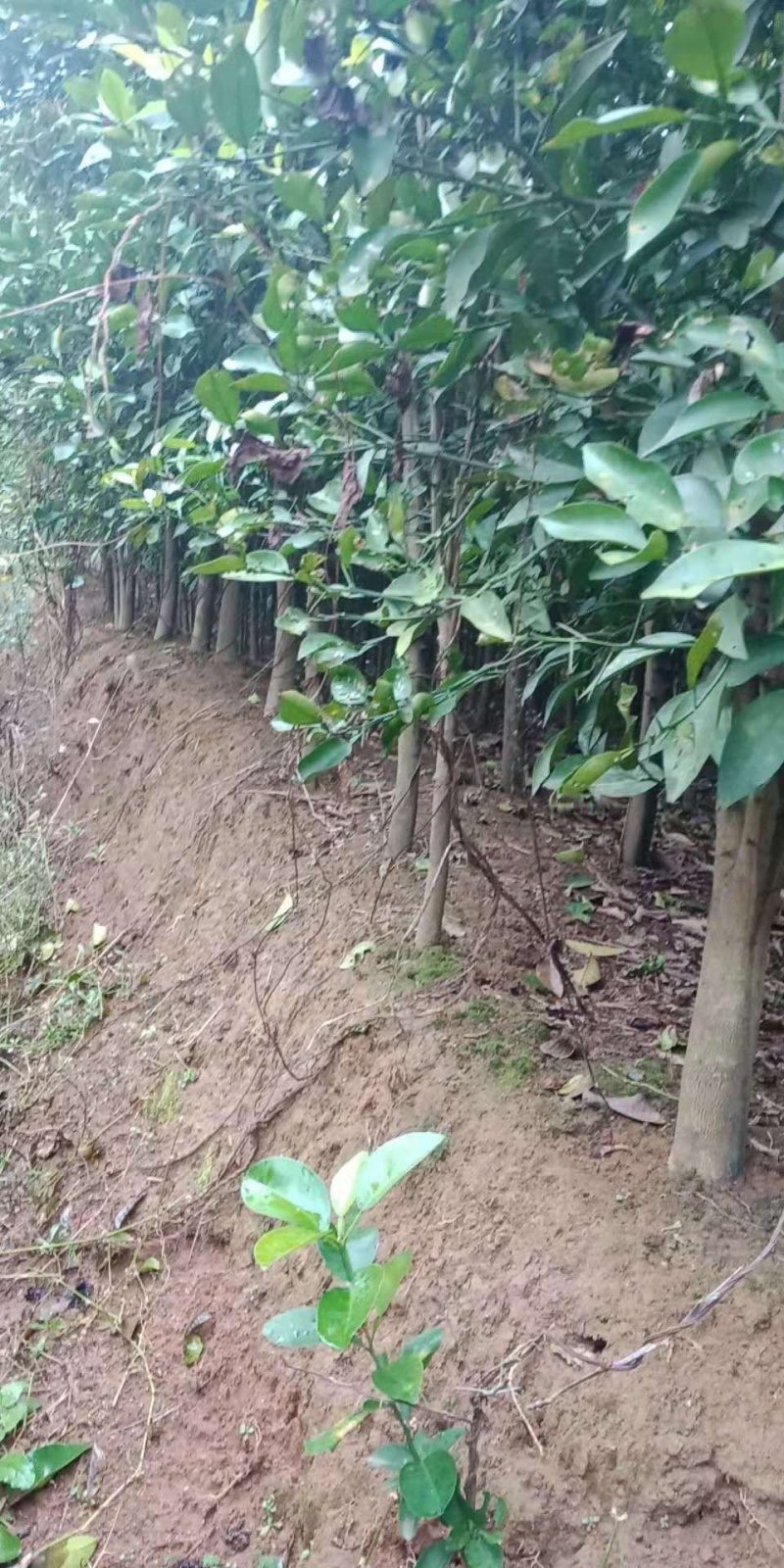 树苗