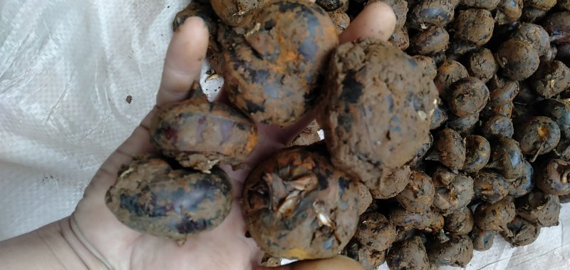 马蹄，新鲜上市，爽脆香甜，欢迎广大客户前来选购