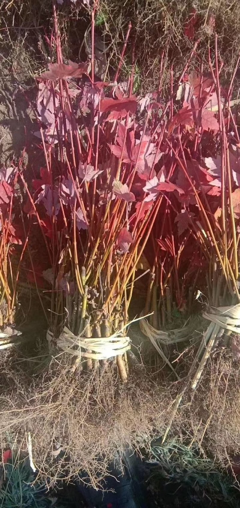 红枫美国红枫秋火焰大量上市快递邮寄欢迎下单质量保证成活率