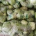 晚熟包菜，斯特丹甘蓝，在3斤左右