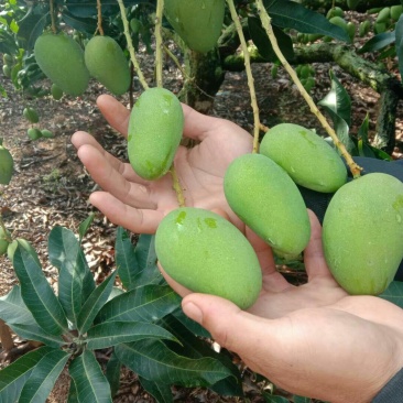 云南货，大量上市