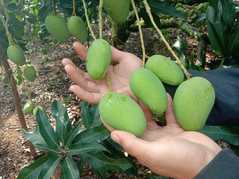 云南货，大量上市