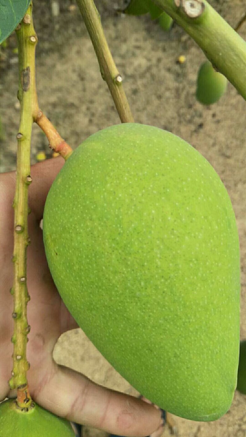 云南货，大量上市