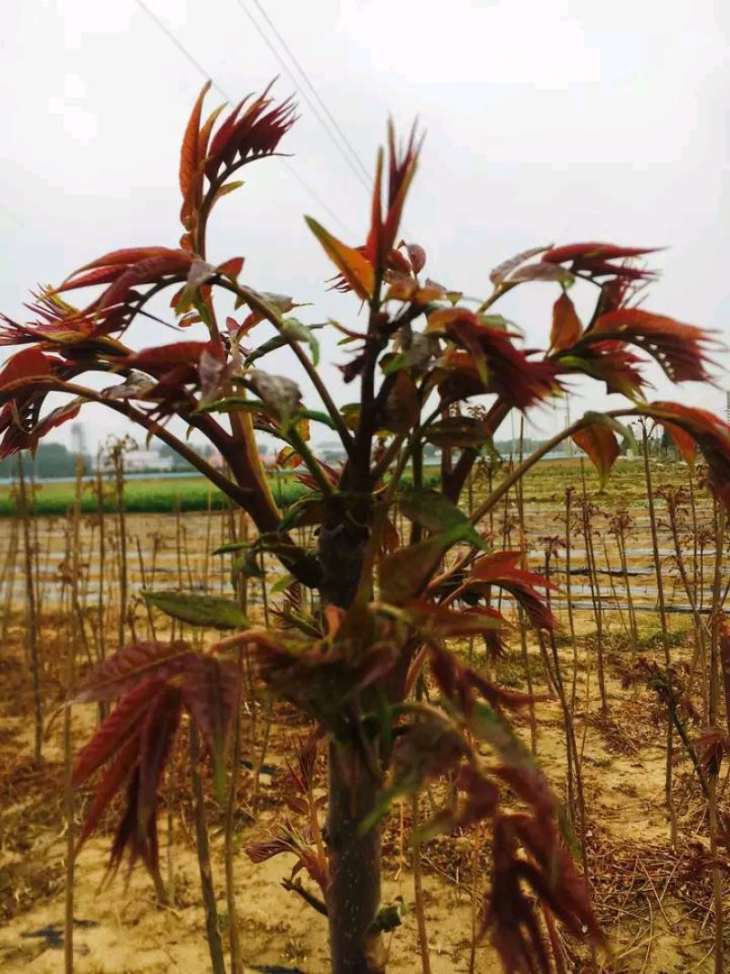 红油香椿苗20~30cm