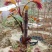 红油香椿苗20~30cm