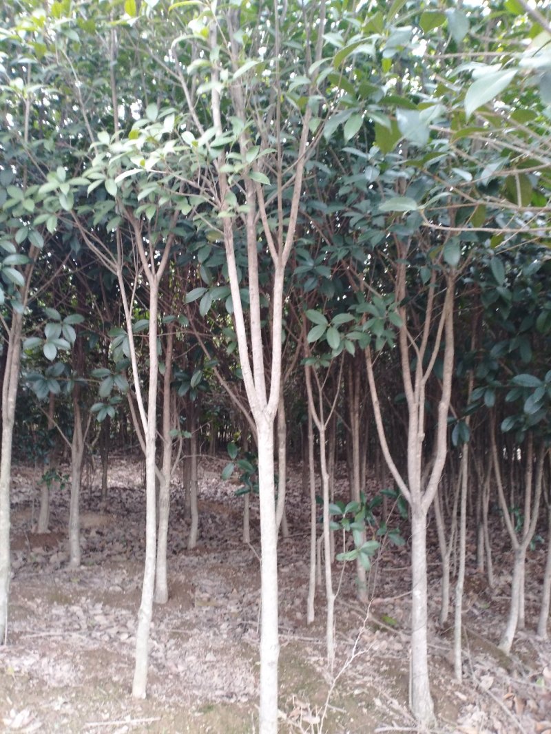 桂花树八月桂2一5公分正在出售中