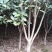 桂花树八月桂2一5公分正在出售中
