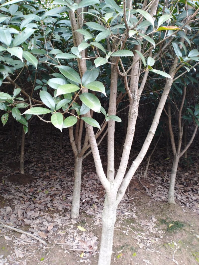 桂花树八月桂2一5公分正在出售中