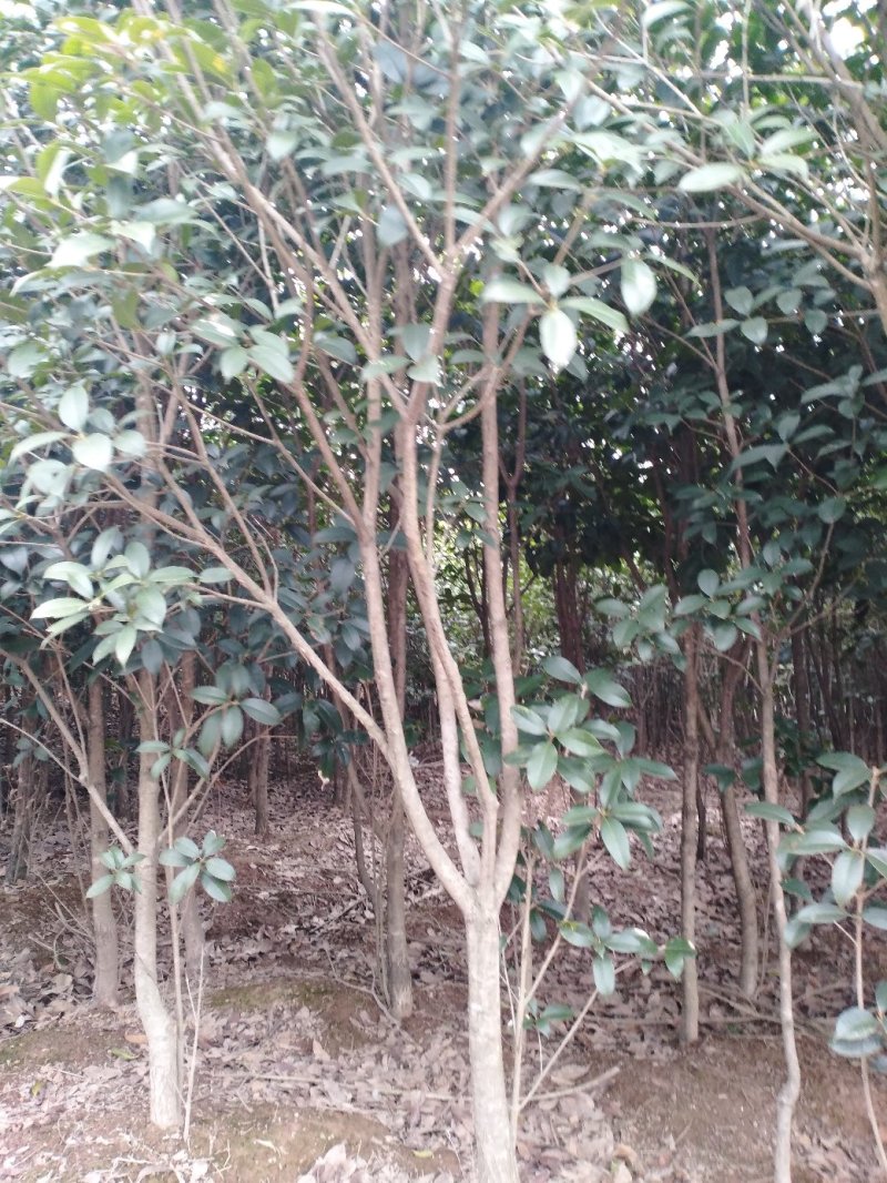桂花树八月桂2一5公分正在出售中