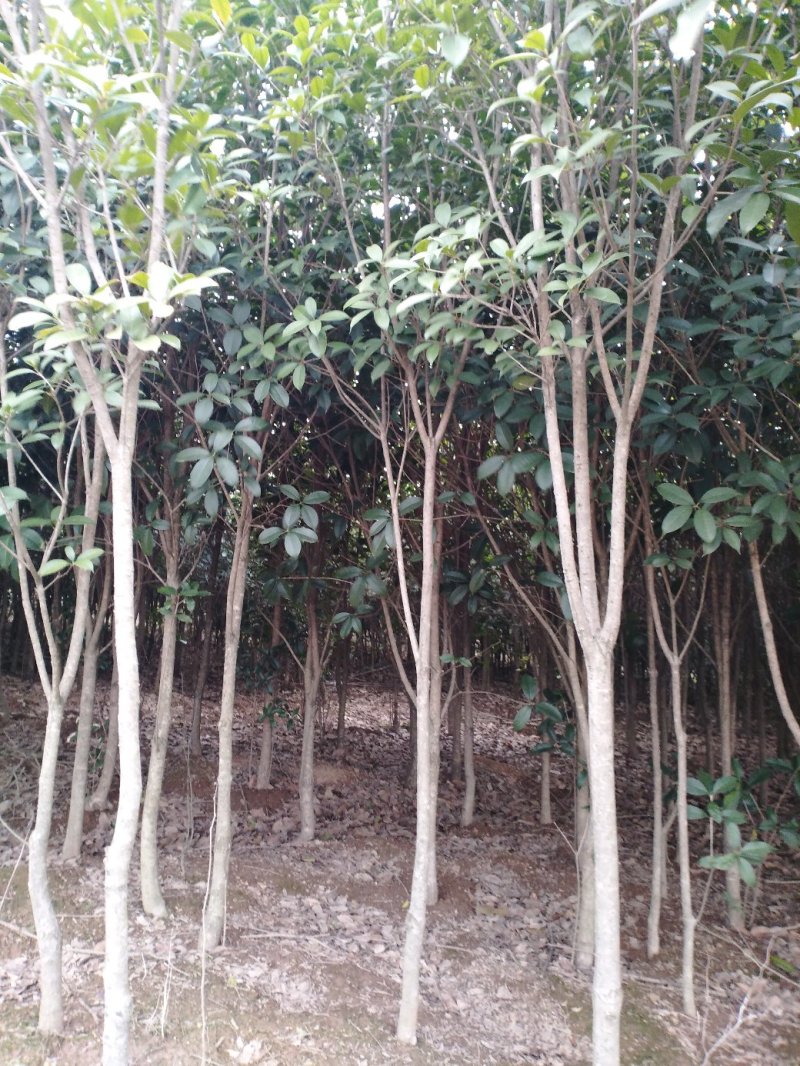 桂花树八月桂2一5公分正在出售中