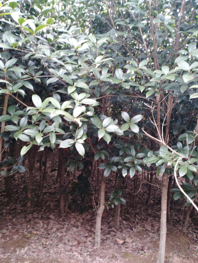 桂花树八月桂2一5公分正在出售中
