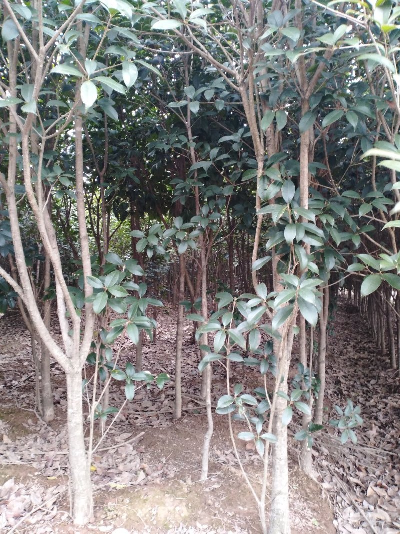 桂花树八月桂2一5公分正在出售中