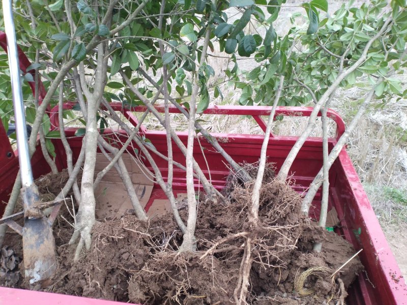 桂花树八月桂2一5公分正在出售中