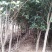 桂花树八月桂2一5公分正在出售中