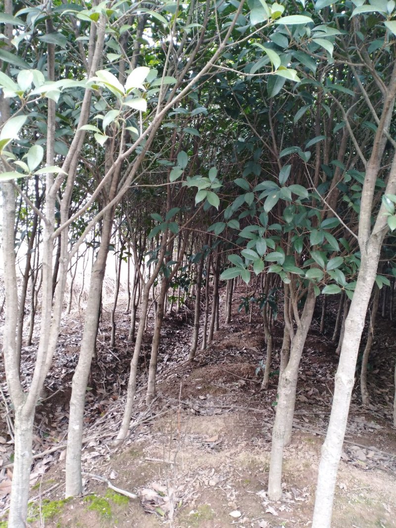 桂花树八月桂2一5公分正在出售中