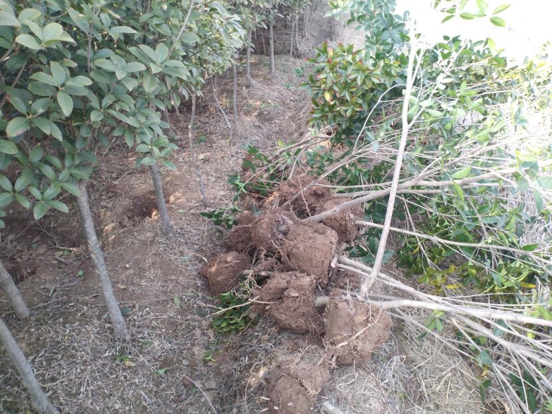 桂花树八月桂2一5公分正在出售中