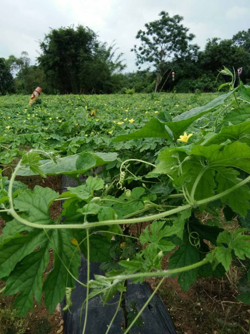 穴盘苗、成活高、珍珠苦瓜、耐高温耐寒性好高产