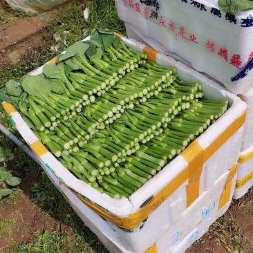 精品广东菜心芥兰中花菜心苗芥兰苗规格齐全