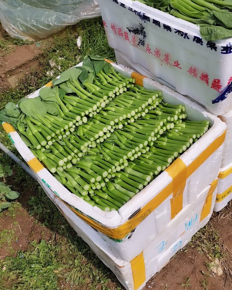 精品广东菜心芥兰中花菜心苗芥兰苗规格齐全