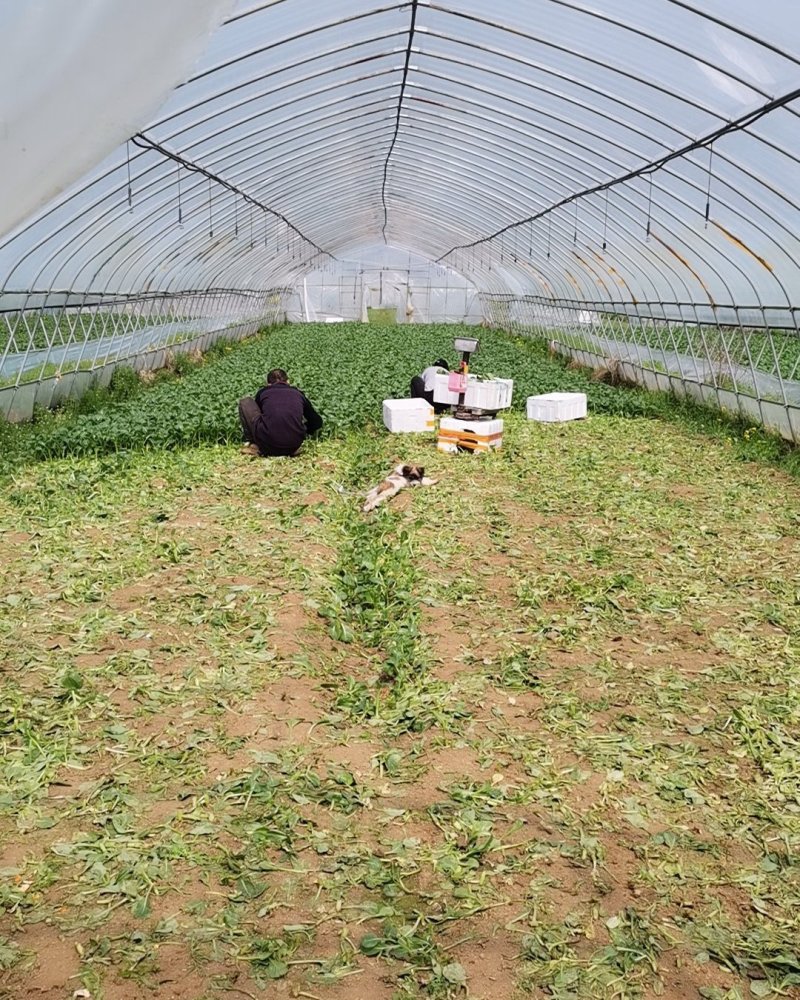 精品广东菜心芥兰中花菜心苗芥兰苗规格齐全