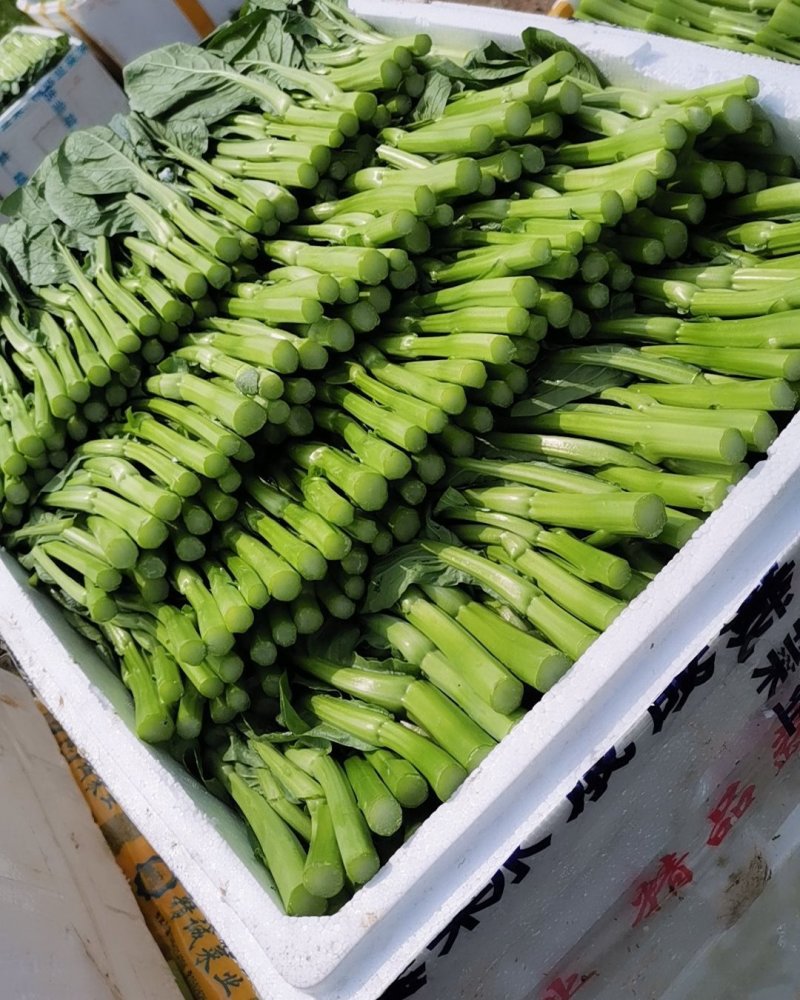 精品广东菜心芥兰中花菜心苗芥兰苗规格齐全