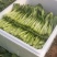 精品广东菜心芥兰中花菜心苗芥兰苗规格齐全