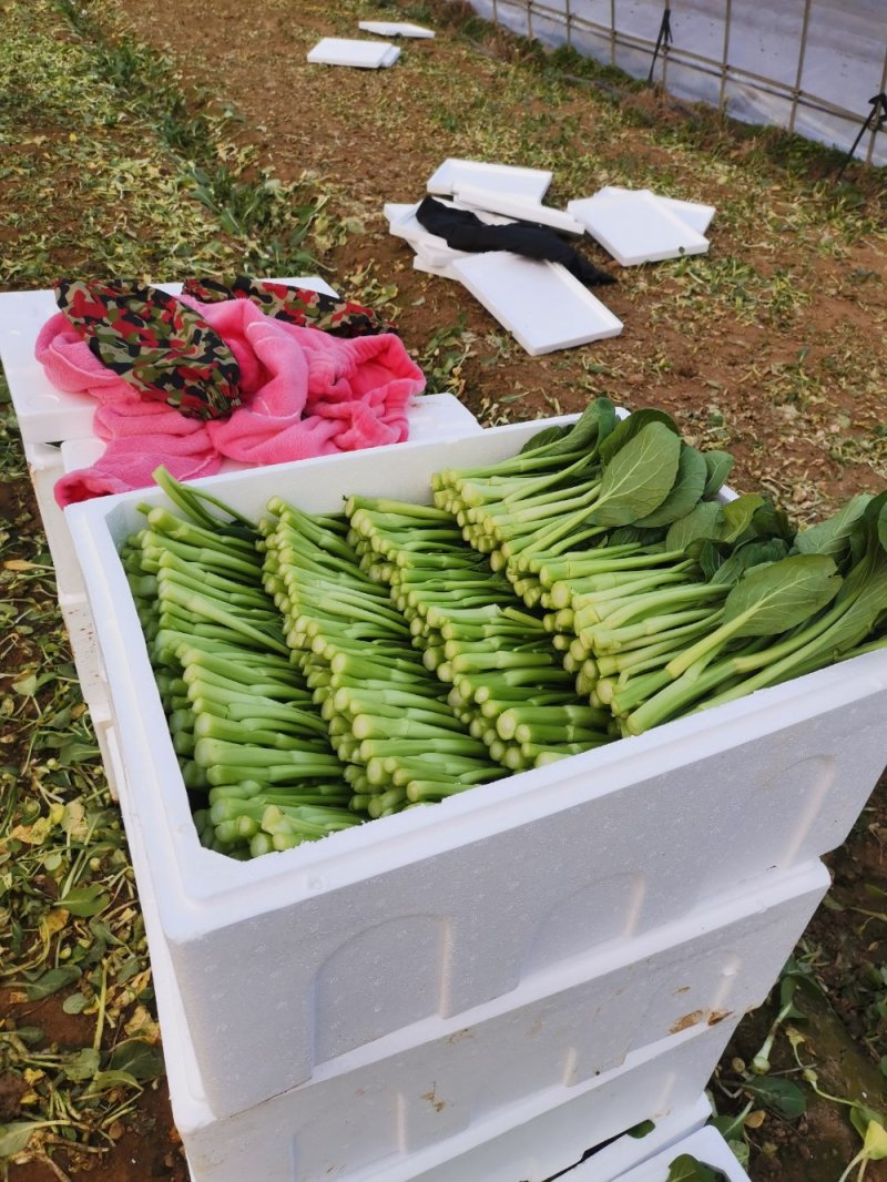 精品广东菜心芥兰中花菜心苗芥兰苗规格齐全