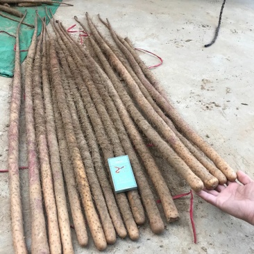 铁棍山药全国代发，产地直供一手货源批发品质保证价格美丽