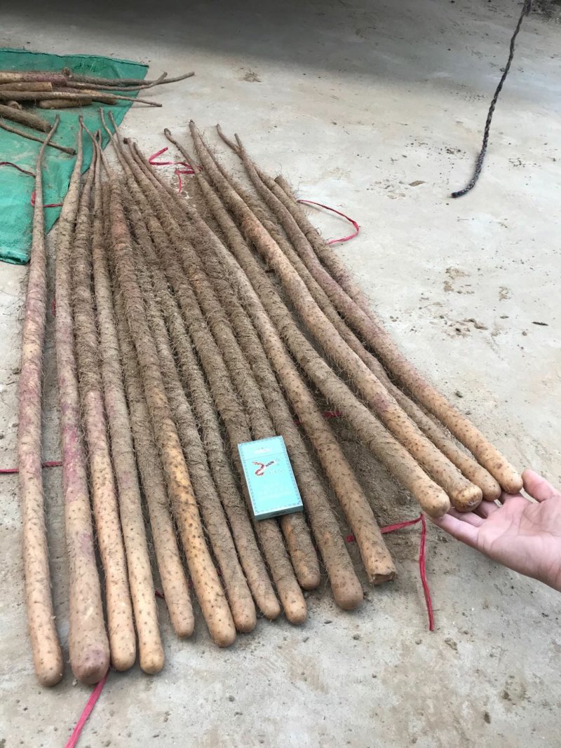 铁棍山药全国代发，产地直供一手货源批发品质保证价格美丽