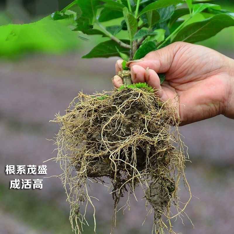 （热销苗）栀子花盆栽地栽带花苞发货品种纯正芳香浓厚