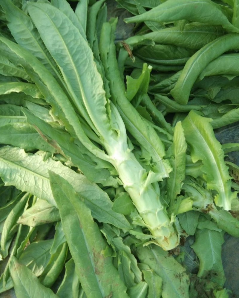 莴苣2斤以上40~50cm