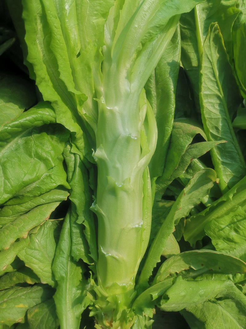 莴苣2斤以上40~50cm