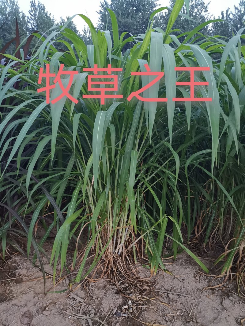 皇竹草种苗种节新型高产牧草种苗，批发包邮量大从优