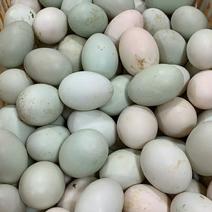 【鸭蛋】鲜鸭蛋卖一元一个模式春季热卖产品库房现货