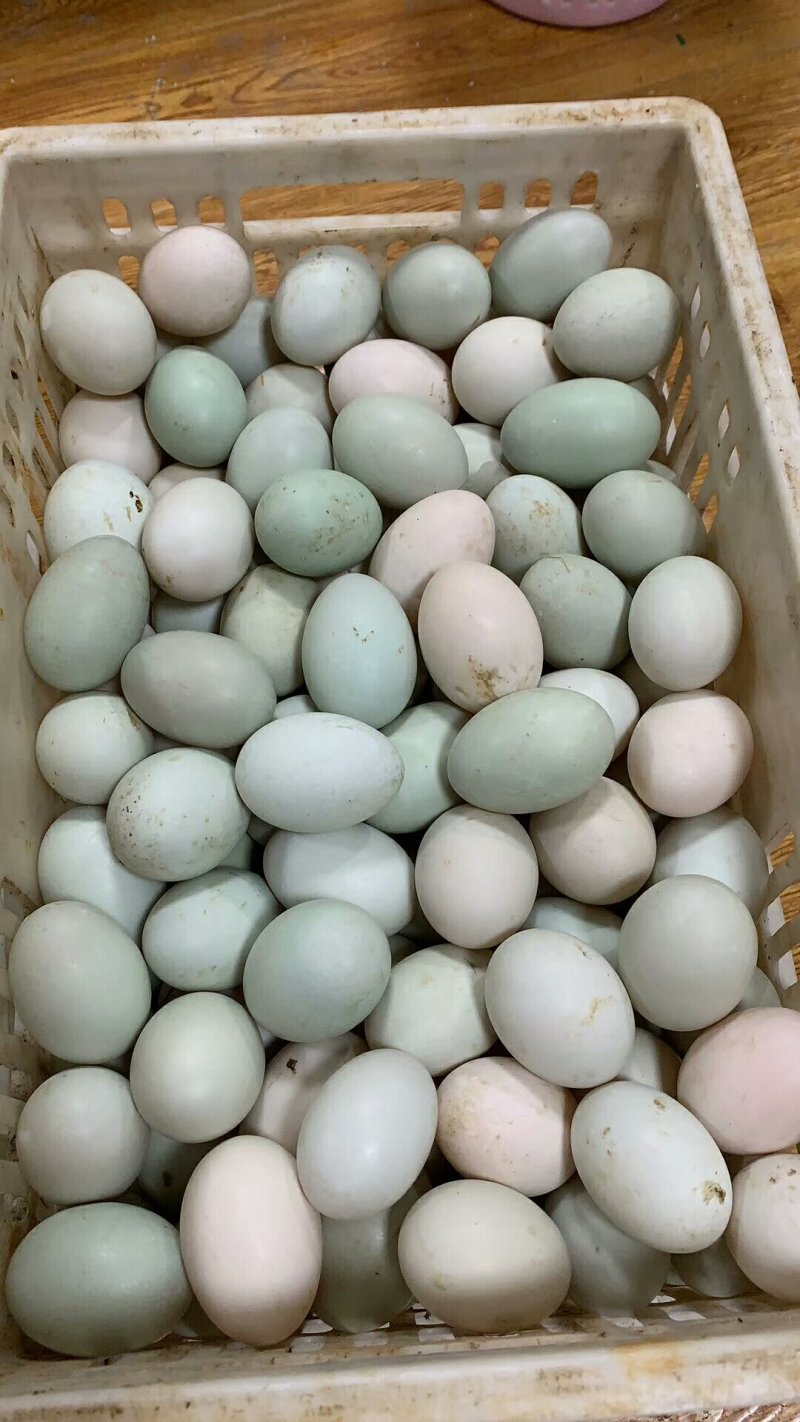 【鸭蛋】鲜鸭蛋卖一元一个模式春季热卖产品库房现货