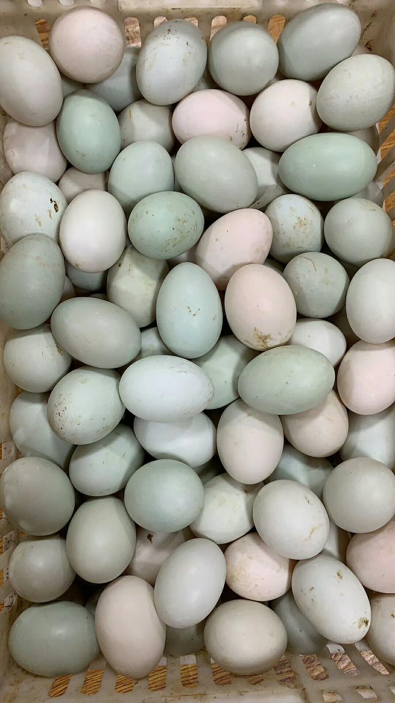 【鸭蛋】鲜鸭蛋卖一元一个模式春季热卖产品库房现货