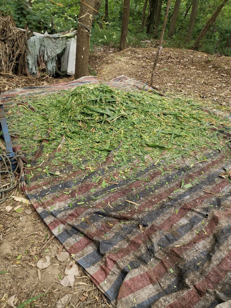 皇竹草种苗种节新型高产牧草种苗，批发包邮量大从优