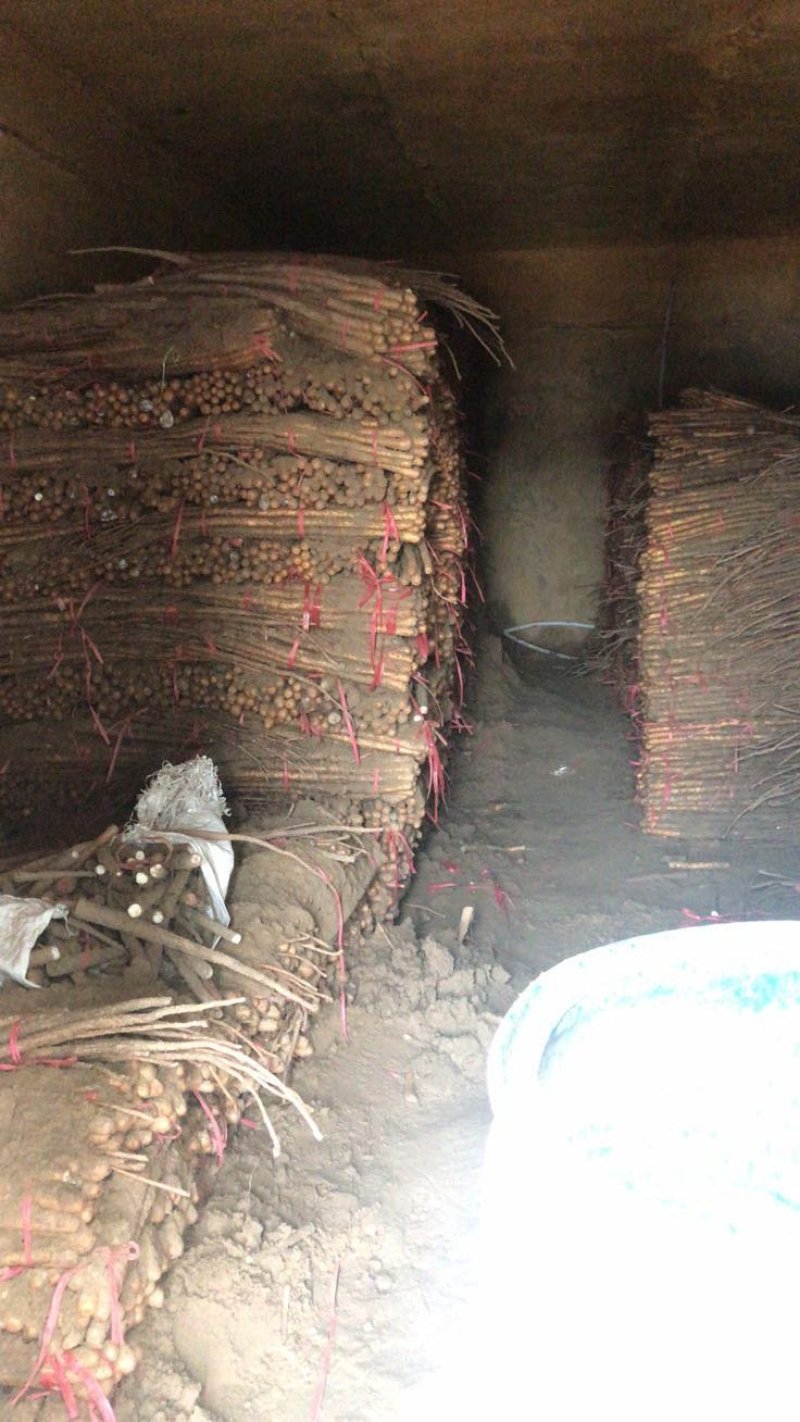 【产地直供】假铁棍山药，一手货源批发品质保证价格美丽