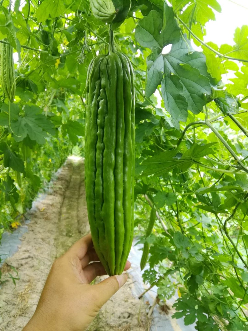 领秀7号油瓜、耐高温耐雨水、直瘤、顺直瓜条